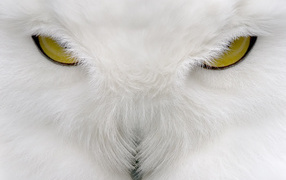 Глаза Хищника