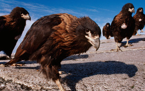 Семейство каракары