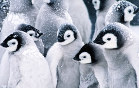 Стая пингвинов