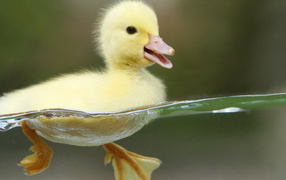 Плывущий утенок