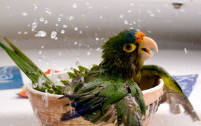 Купающийся попугай