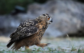 Идущая сова