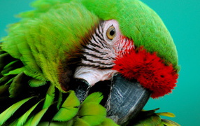Зеленый попугай
