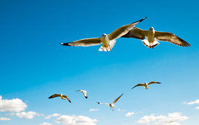 Чайки в небе