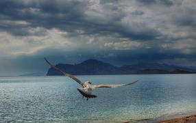 Расправив крылья