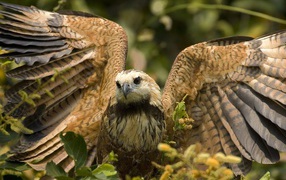 Хищная птица