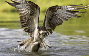 Hawk on the hunt