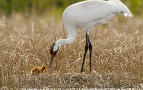 Цапля и птенец
