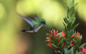 Humming-bird at a flower