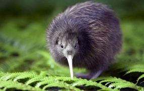 птичка Киви