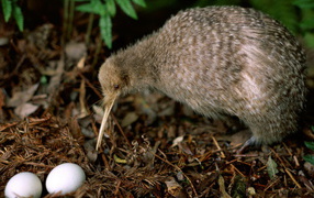 птичка Киви