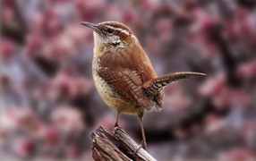 Маленькая птичка