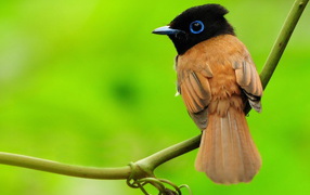 Маленькая птичка