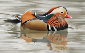 Мандаринка