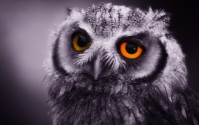 Ночная сова