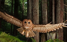 Северная пятнистая сова