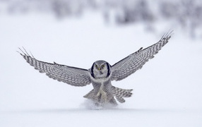 Сова на охоте