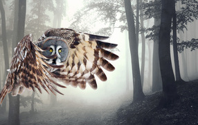 Сова в полете