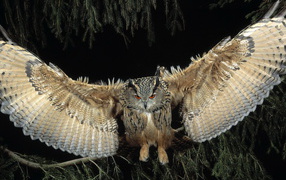 Филин в полете