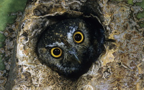 Сова в дупле