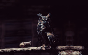Owl in the twilight
