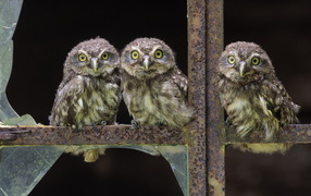 Совы в окне