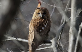 Сова на ветке