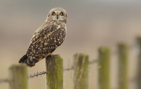 Сова на заборе