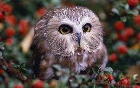 Совенок на кусту