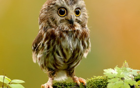 Совенок на ветке