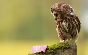 Совенок на пеньке