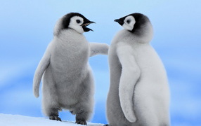 Парочка пингвинчиков