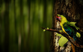 Parrot Guara