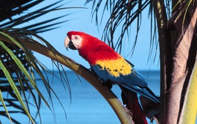 Попугай Scarlet Macaw