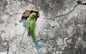 Parrot on the wall