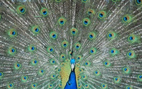 Перья павлина