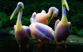 Пеликаны