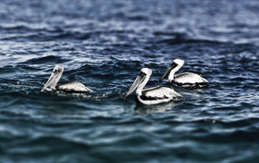 Пеликаны на воде