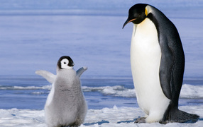 Пингвин и птенец