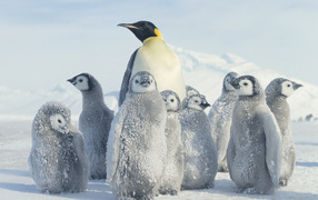 Пингвин и малыши