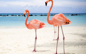 Розовый фламинго на берегу