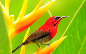 Красная птичка