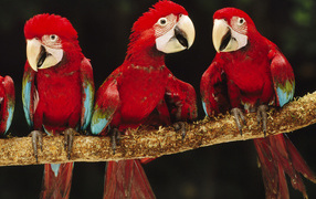 Красные ары