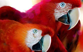 Красные попугаи