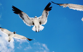 Морские чайки