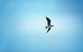 Чайка в небе