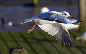 Seagull take off
