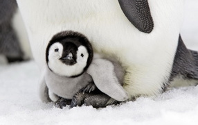 Пингвиненок