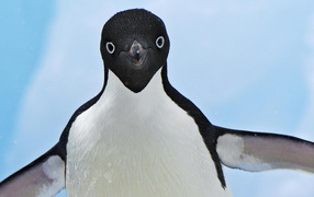 Улыбающийся пингвин