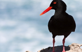 Кулик-сорока